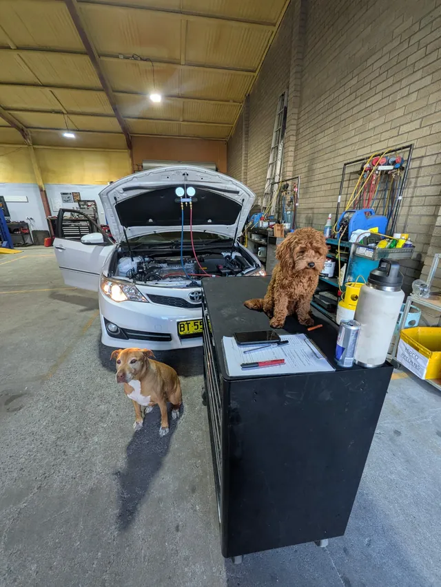 Air-con service on a Camry, with Layla and a mate supervising